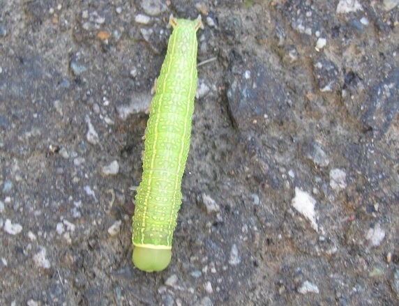 Bruco di Pseudoips prasinana (Nolidae)